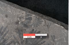 Foto (Detailansicht) von Plantae indet.  (NHMW-GEO-2024-0188-11524)